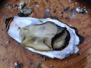 oyster-426796_960_720 (1)
